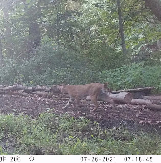 Rock Island bobcat